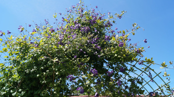 DSC04709